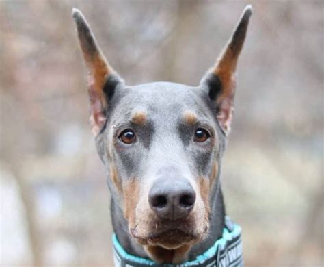 blue doberman pics